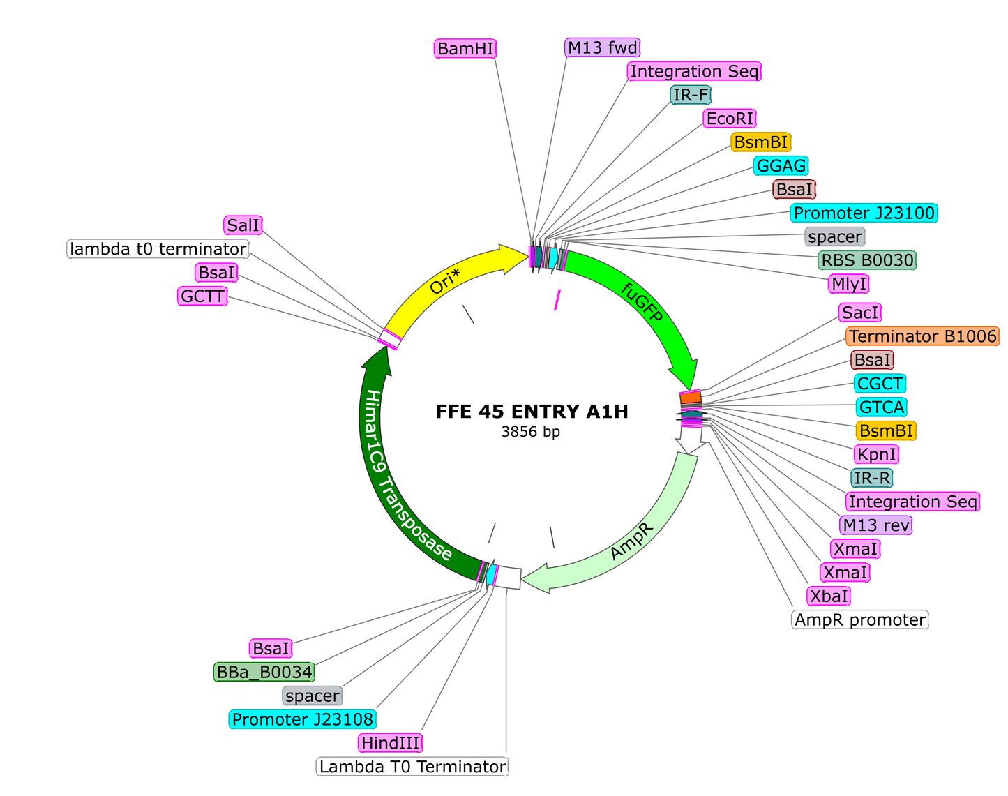 A1H Himar1 Transposition Plasmid