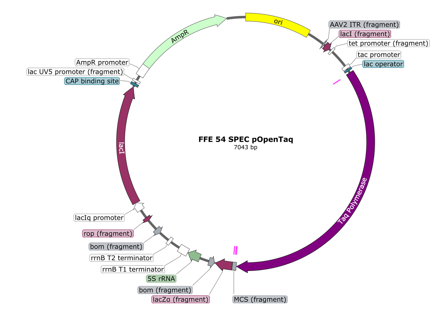 pOpenTaq Taq Polymerase Expression Plasmid
