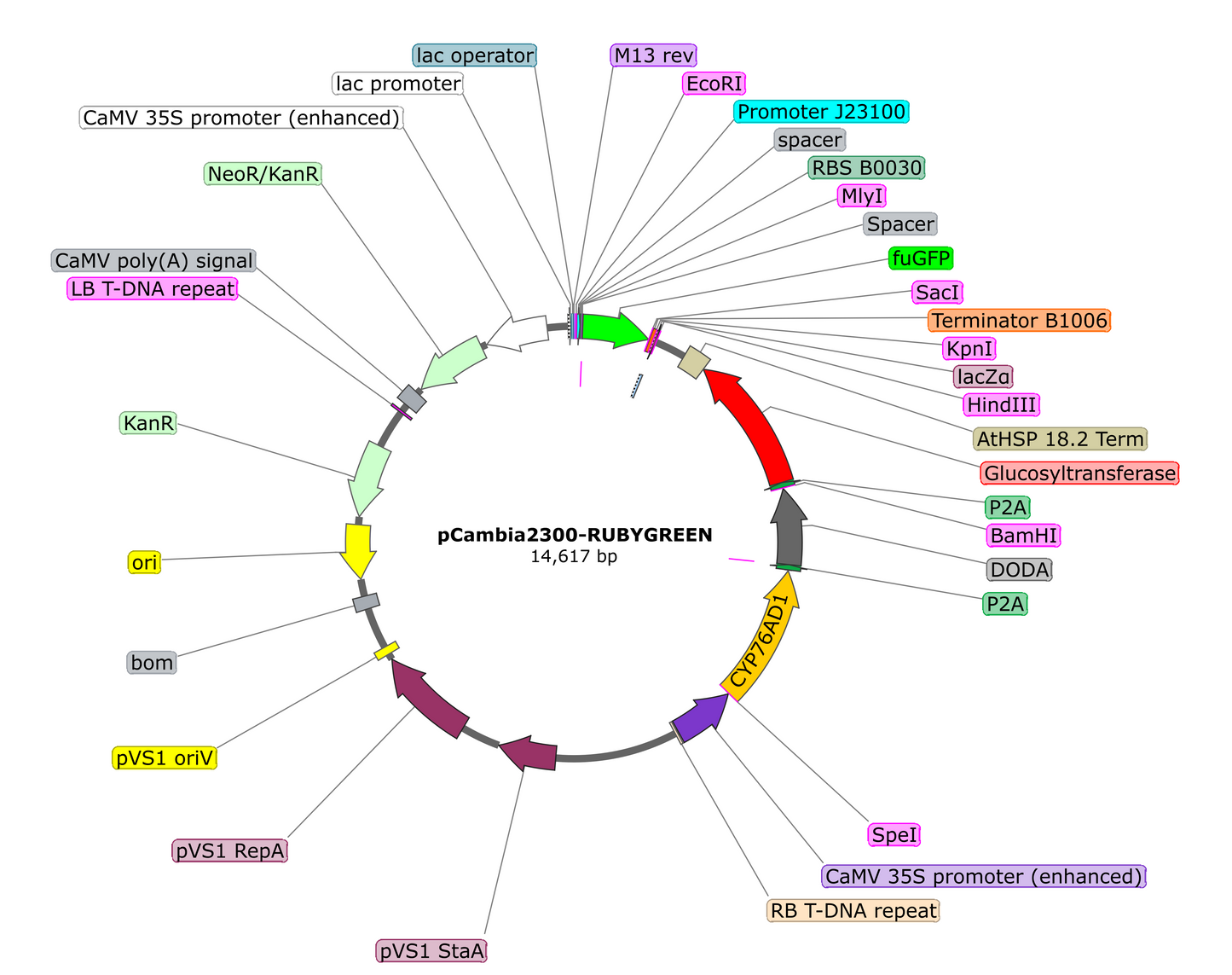 pCambia2300-RUBYGREEN