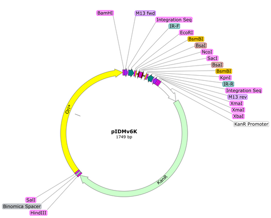 pIDMv6K Open Source Cloning Vector